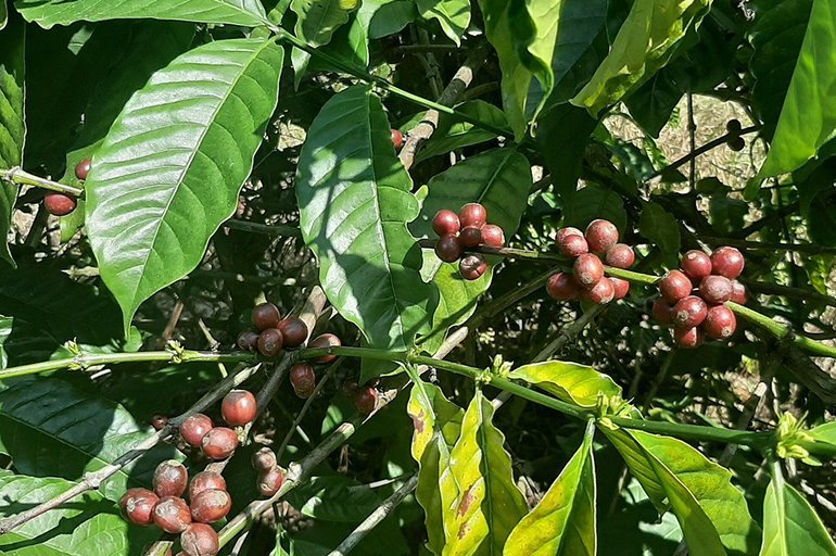 ML-1009-coffea-canephora-3.jpg Buy Coffea robusta, coffea canephora, robusta coffee - Live plant
online shopping for sale - Image 1