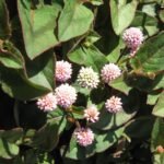 Buy Polygonum capitatum, Polygonum repens Meisn, 
रत्नाउले झार, Ratnyaule Jhar, pink head 
knotweed - Live plant online shopping for sale