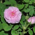 Buy Rosa centifolia - Live Plant Online Shopping for Sale