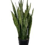 Buy Sanseveria zeylanica, Ceylon Bowstring Hemp - Live plant 
online shopping for sale