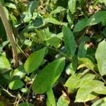 Buy Antidesma bunius, chinese laurel, currant tree, wild cherry, 
हिमालचेरी, Himalcheri, நாளைதளி, 
nalaithali, janupolari - Live plant online shopping for sale