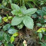 Buy Cordia obliqua, clammy cherry, Bahuvaraka, Laghupichhila, 
Bankanakkera, Chinnabotuku, peru naruvili - Live plant online 
shopping for sale