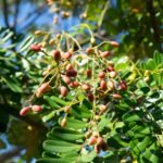 Buy Simarouba glauca, lakshmi taru, Heaven tree, cancer tree - 
Herbal live plant online shopping for sale