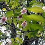 Buy Stereospermum chelonoides - pink, stereospermum, suaveolens, 
pink trumpet flower, Rose pathiri, patala, padiri - Live plant 
online shopping for sale