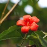 Buy Wrightia coccinea, raktha veppalai, scarlet wrightia, 
Strikutaja - Live plant online shopping for sale