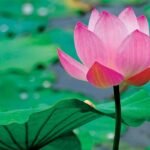 Buy Nelumbo nucifera, thamarai, kamal, lotus - Live plant online 
shopping for sale