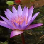 Buy Nyphaea stellata, neithal, நெய்தல் 
மலர், நீலாம்பல் - Live plant online 
shopping for sale