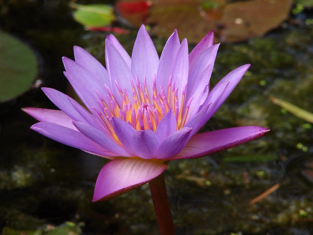 ML-1036-neithal-1.jpg Buy Nyphaea stellata, neithal, நெய்தல்
மலர், நீலாம்பல் - Live plant online
shopping for sale - Image 1