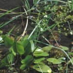 Buy Caldesia parnassifolia - Live plant online shopping for sale