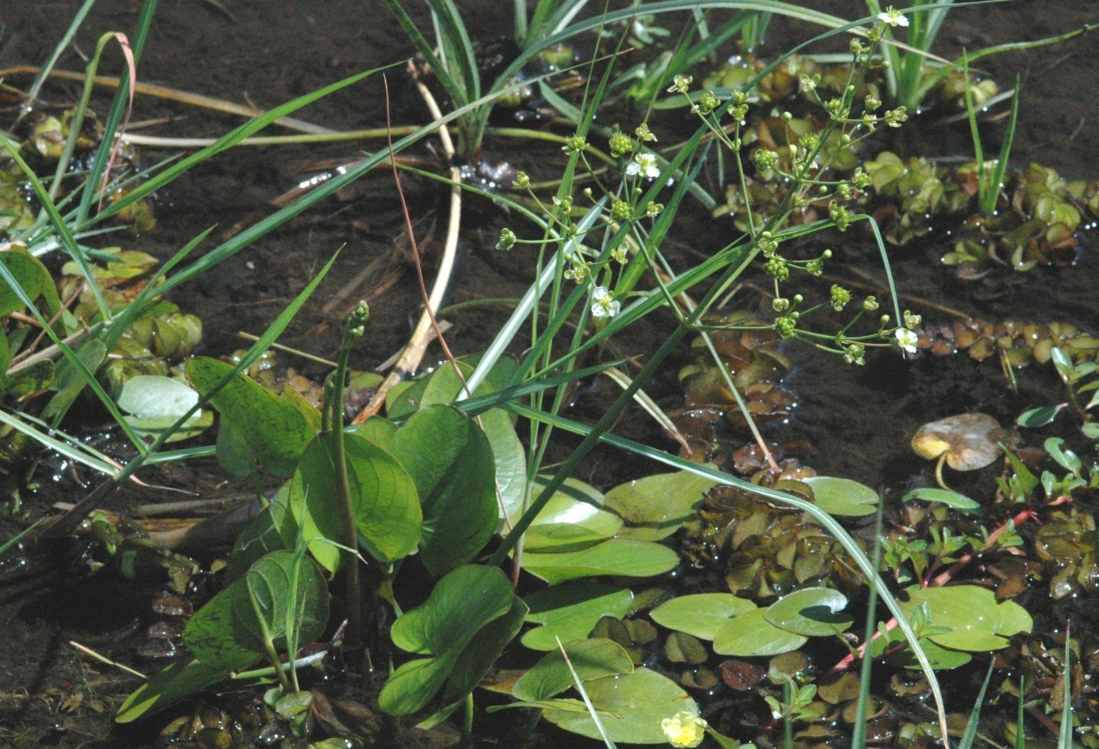 ML-1038-caldesia-parnassifolia-live-plant-1.jpg Buy Caldesia parnassifolia - Live plant online shopping for sale - Image 1