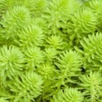 Buy Myriophyllum reticulatum, water milfoil - Live plant online 
shopping for sale