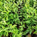 Buy Curtain creeper, Vernonia Elaeagnifolia, Parda Bel - Live 
plant online shopping for sale at low price