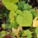 Buy Hildegardia populifolia, pachaikaali plant, Galibuda, 
Delibuda, Sterculia populifolia, 
பச்சைக்காளி பூதாளம் 
மரம் - Medicinal Live plant online shopping for sale