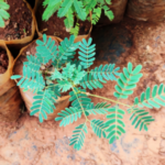 Buy Kachu, Kadhira, Kempu jali, Tare, Karangaali, Sundar, Khair, 
Karingali, Kannali, acacia chundra - Live plant online shopping 
for sale