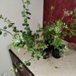 Buy Sahdevi Plant 2 to 4 plants in one pot - Original, vastu 
plant, Vernonia Cinerea, Purple Fleabane, sahadevi, 
सहदेवी, sahadebi, sahdebi, seethevi 
sengazhaneer,cyanthillium cinereum, collected from naturally  - 
Live plant online shopping for sale