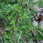 Buy kuttivila, tharai vila, kutti vila, குட்டி 
விளா, தரை விளா - Live plant online shopping 
for sale