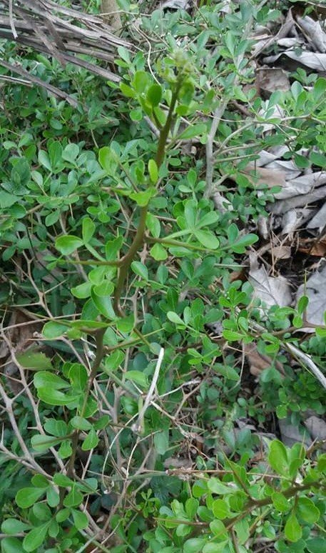 ML-1061-tharai-vila-1.jpg Buy kuttivila, tharai vila, kutti vila, குட்டி
விளா, தரை விளா - Live plant online shopping
for sale - Image 1