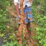 Buy Boomi Sakkarai Kizhangu traditional herbal root product Poomicchakkarai Kizhangu