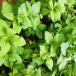 Buy Nicotiana tabacum, Tobacco,  तम्बाकू, Tambaku, 
ಹೊಗೆಸೊಪ್ಪು, Hogesoppu, pugai ilai - Live 
plant online shopping for sale