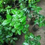 Buy cat thorn, பின்தொடரி, pinthodari, pintodari 
- Herbal Live plant online shopping for sale