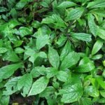 Buy Embelia tsjeriam - cottam - Wild, vaividangam, vaivilangam, 
vidang, வாய்விளங்கம், विडंग, 
Vidanga - Live plant online shopping for sale