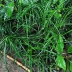 Buy Himalayan Lily Turf, White mondo grass, Ophiopogon 
intermedius - Live plant online shopping for sale