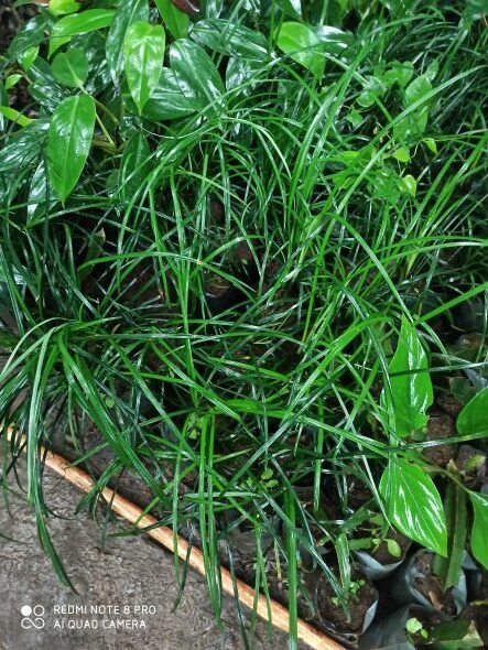 ML-1095-white-mondo-grass-1.jpg Buy Himalayan Lily Turf, White mondo grass, Ophiopogon
intermedius - Live plant online shopping for sale - Image 1