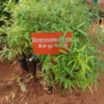 Buy Dendrocalamus strictus - Punarvasu, punapoosam, Bambusa 
stricta, kalmoongi, sirumoongil, 
கல்மூங்கில், solid bamboo, calcutta bamboo, 
बांस, bans - Live plant online shopping for sale