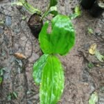 Buy Geodorum densiflorum, pink nodding orchid - Live plant online 
shopping for sale