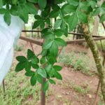 Buy 5 leaves mahavilvam, ஐந்திலை 
வில்வம், 5 leaf mahabilva - Tree can produce only 5 
- Leaves - Live plant online shopping for sale