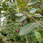 Buy syzygium nervosum, rakthanaval, raktha naval, 
ரக்தசிகப்பு நாவல் - Live plant 
online shopping for sale