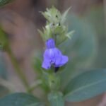 Buy karuppu nagamalli, karunagamalli, கருப்பு 
நாகம்மலி, calacanthus grandiflorus - Live plant 
online shopping for sale