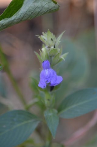 ML-1104-karunagamalli-1.jpg Buy karuppu nagamalli, karunagamalli, கருப்பு
நாகம்மலி, calacanthus grandiflorus - Live plant
online shopping for sale - Image 1