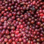 Buy Bentinckia condapanna - 50 seeds, Hill Arecanut, kantha 
kamugu, vari kamugu, Parapakku, கமுகு, வரி 
கமுகு - Fresh seeds online for sale