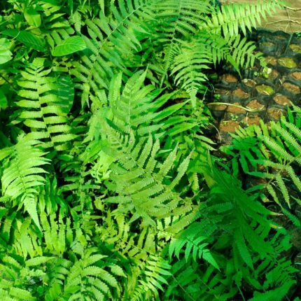 Buy Hatha Jodi plant live showing traditional herbal foliage