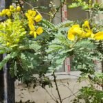 Buy senna auriculata, cassia auriculata, avarampoo, 
ஆவாரம்பூ, tanners cassia, Tarwar, तरवड़ - 
Live plant online shopping for sale