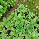 Buy Ramonda myconi, Pyrenean-violet, rosette mullein, 
Resurrection plant, malaikallurukki, malaikalthamarai, 
மலைக்கதாமரை - Live plant online shopping 
for sale