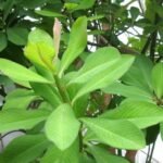 Buy Euphorbia umbellata, synadenium grantii, maansevi kalli, 
மான் செவிக்கள்ளி, शेंड, 
Shend, african milk bush - Live plant online shopping for sale