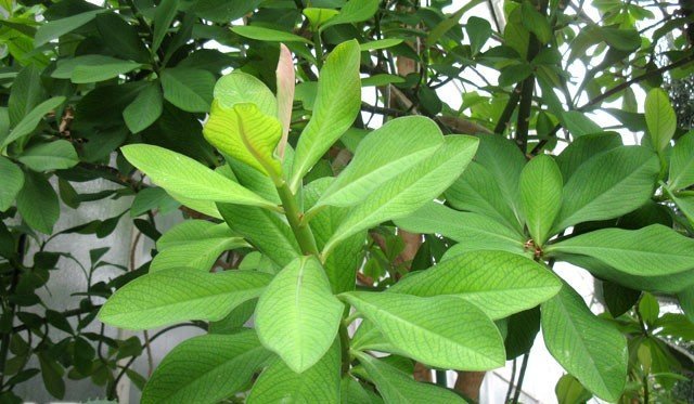 ML-1116-synadenium-grantii-1.jpg Buy Euphorbia umbellata, synadenium grantii, maansevi kalli,
மான் செவிக்கள்ளி, शेंड,
Shend, african milk bush - Live plant online shopping for sale - Image 1