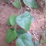 Buy cyclea peltata, patta, indian moon seed,  बृहत् 
पाठा, bruhat patha, राज पाठा, raj patha - 
Live plant online shopping for sale