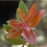 Buy Calophyllum apetalum, calophyllum calaba, poon spar of 
travancore, bobbi, sultan champa, sirupunnai, chirupunnai, 
sivappu punnai, Joshishmathi, சிறுபுன்னை - 
Live plant online shopping for sale