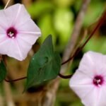 Buy lakshmana plant - original, ipomoea sepiaria, narunthali, 
thalikeerai, बन कलमी, ban kalmi, लछुमना, 
lachumana, wild collection - Live plant online shopping for sale