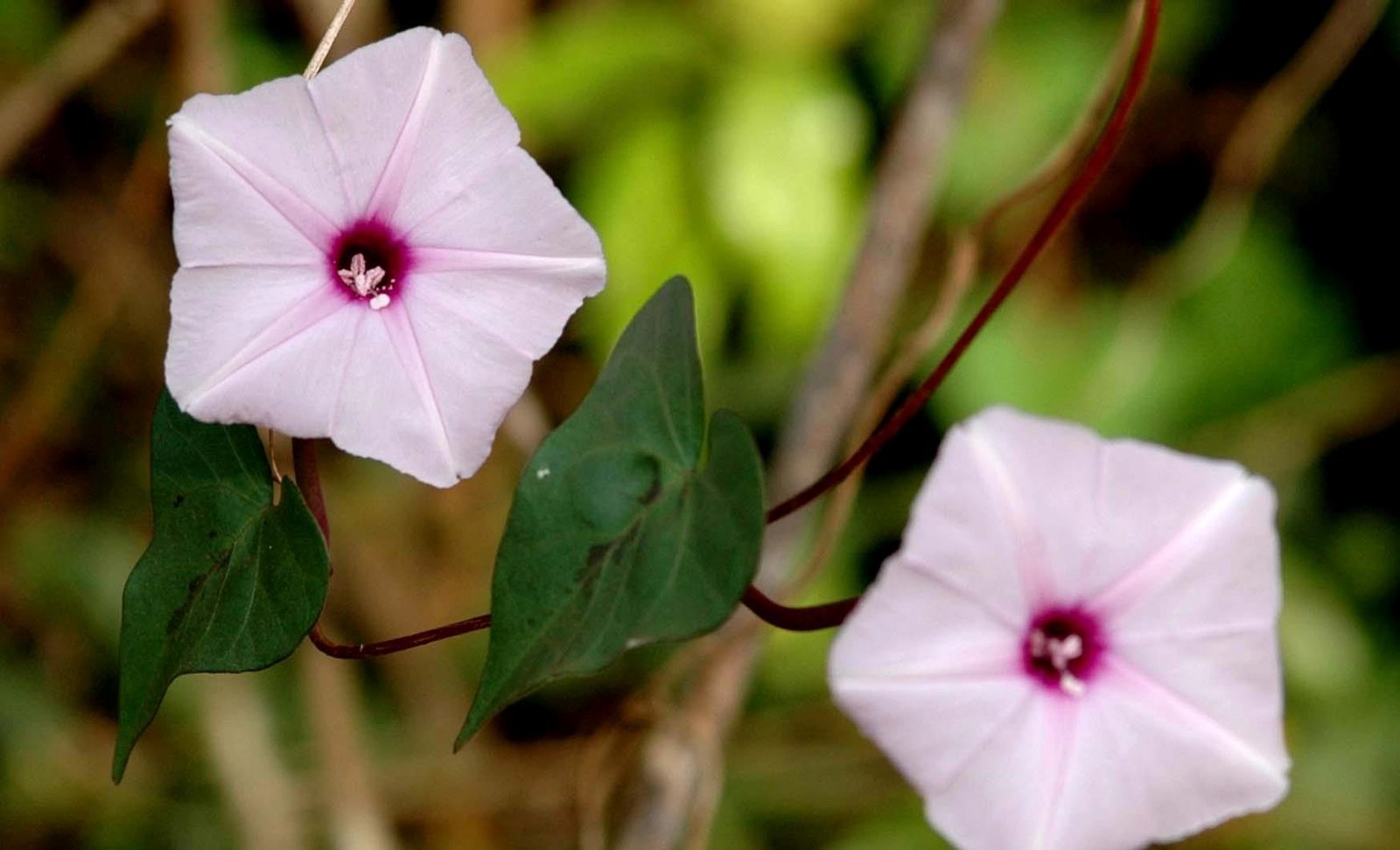 ML-1123-ipomoea-sepiaria-5.jpg Buy lakshmana plant - original, ipomoea sepiaria, narunthali,
thalikeerai, बन कलमी, ban kalmi, लछुमना,
lachumana, wild collection - Live plant online shopping for sale - Image 1