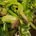 Buy Dipterocarpus turbinatus, Dipterocarpus indicus, New Guinea 
rosewood, Gurjun, Aennemara Anna thama mara, Banasampa, Challene, 
Dhuma, Maradenne, Vaalee mara, Arayangili - Live Plants Online 
Shopping for sale