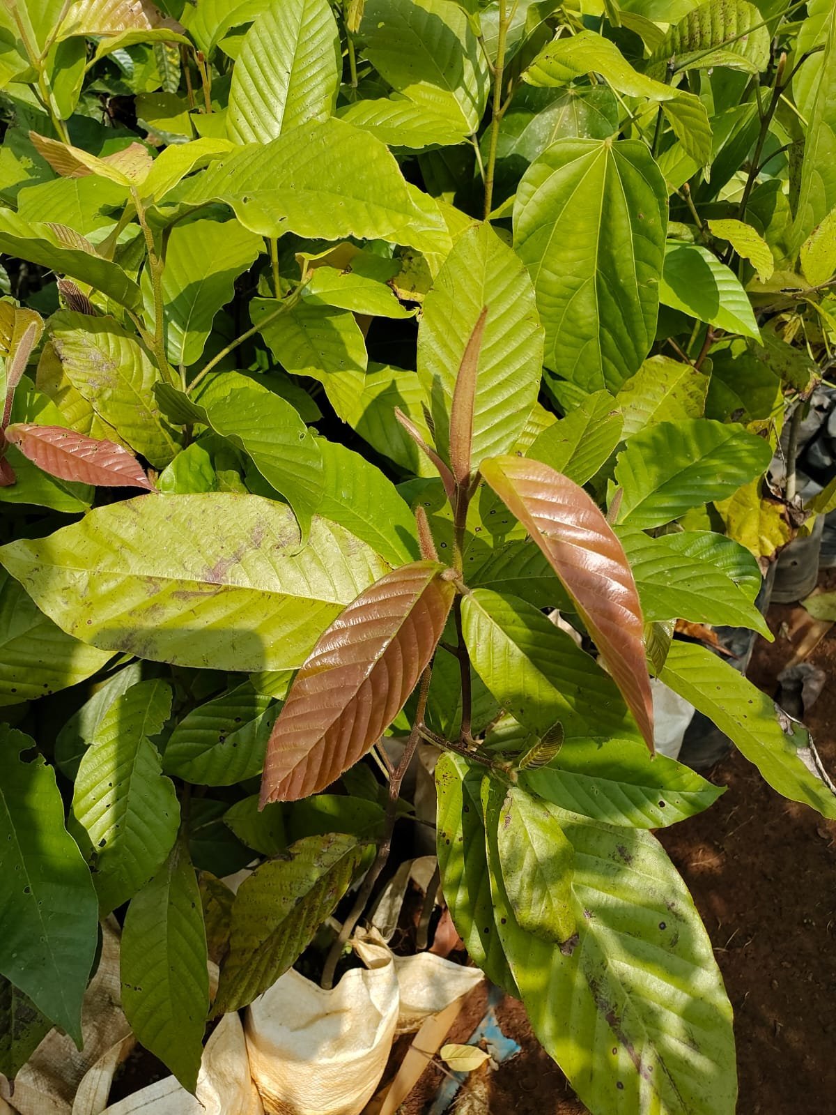 ML-1126-dipterocarpus-indicus-1.jpeg Buy Dipterocarpus turbinatus, Dipterocarpus indicus, New Guinea
rosewood, Gurjun, Aennemara Anna thama mara, Banasampa, Challene,
Dhuma, Maradenne, Vaalee mara, Arayangili - Live Plants Online
Shopping for sale - Image 1