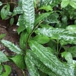Buy Huberantha senjiana, small asoka tree - live plant online 
shopping for sale