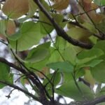 Buy Ougeinia oojeinensis, Dalbergia oojeinensis, Desmodium 
oojeinense, Ougeinia dalbergioides, Ujjain Desmodium Tree, malai 
vengai, kattu vengai,  सन्दन, Sandan, nari vengai, 
कालापलास, Kalapalas, रथद्रुः 
Rathadru - Live plant online shopping for sale