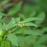 Buy Physalis minima, sodakku thakkali, Ban Tipariya Chirpati, 
रसभरी, Rasbhari, Ground Cherry Kopal Phuta - Ass, 
Little Gooseberry, Sunberry, Wild Capegooseberry - Live plant 
online shopping for sale