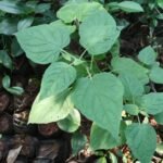 Buy Physalis peruviana, Macao, Tepariyo, Tipari, रसभरी, 
Rasbhar, buddabusara, pillai thakkali, 
பிள்ளைத்தக்காளி, Goldenberry, Husk 
Cherry, Peruvian Ground Cherry, Poha, Poha Berry - Live plant 
online shopping for sale
