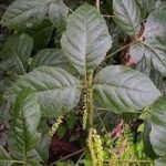 Buy Allophylus cobbe, Indian Allophylus, siruvalli, 
சிறுவள்ளி, 
மயிலடிக்குருந்து, mayiladi 
kurunthu - Live plant online shopping for sale